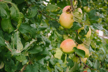 Fresh green apples hanging on a tree branch surrounded by lush green leaves, showcasing the beauty of nature and the harvest season