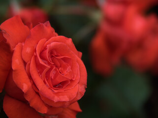 6月に美しく咲いた赤いバラの花「賛歌（さんか）」