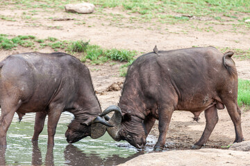 Fototapeta premium South Africa, Kruger National Park, African Buffalo (Syncerus caffer)