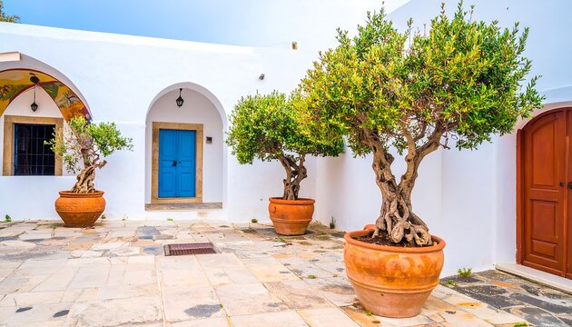 Whitewashed courtyard with olive trees in terracotta pots