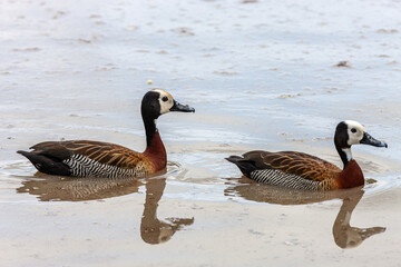 South Africa, Kruger National Park, White-faced Whistling Duck (Dendrocygna viduata)
