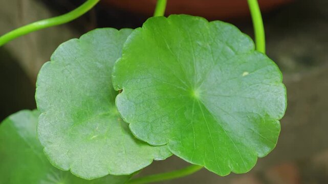 Fresh Gotu Kola leaves on background