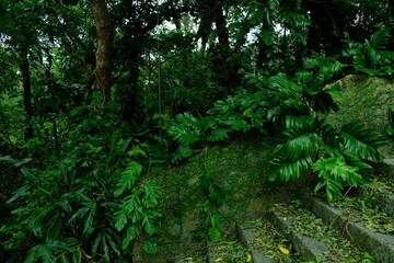 Obraz premium 石畳に生える