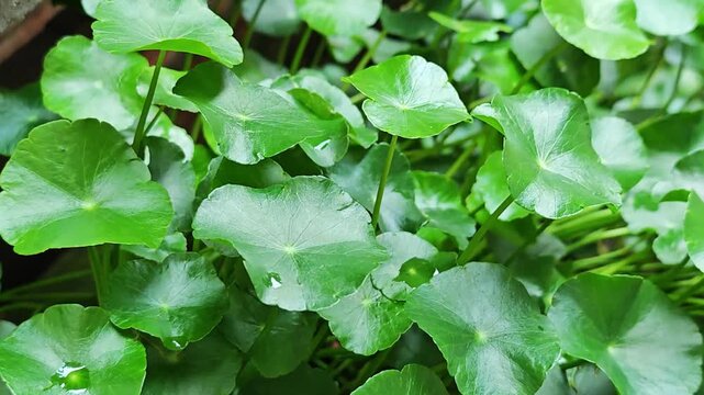 Fresh Gotu Kola leaves on background