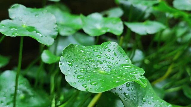 Fresh Gotu Kola leaves on background