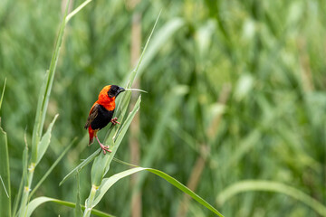 South Africa, Kruger National Park, Southern Red Bishop (Euplectes orix), male