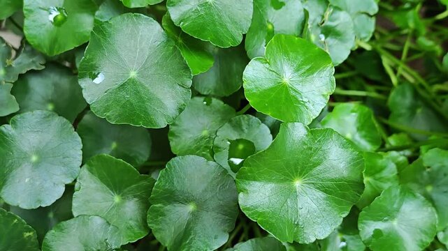 Fresh Gotu Kola leaves on background