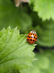 ladybug on leaf