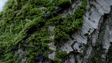 moss and tree bark