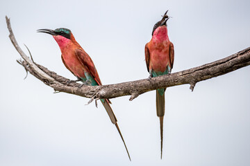 South Africa, Kruger National Park, Southern Carmine Bee-eater (Merops nubicoides)