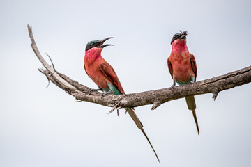 South Africa, Kruger National Park, Southern Carmine Bee-eater (Merops nubicoides)