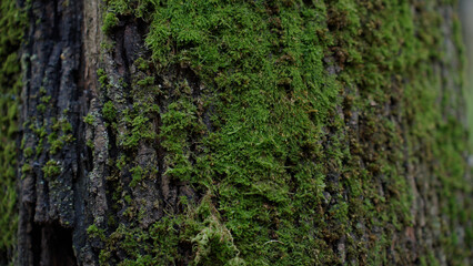 moss and tree bark