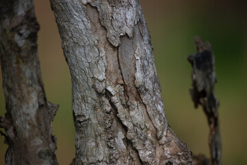 Detailed close-up of rough tree bark texture in a natural forest environment, showing organic patterns and earthy tones ideal for background or design use.