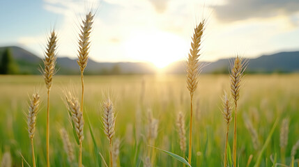 Fototapeta premium Golden wheat field at sunset, capturing serene beauty of nature bounty