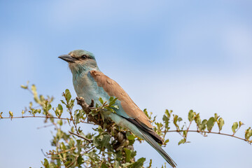 South Africa, Kruger National Park, European Roller (Coracias garrulus)