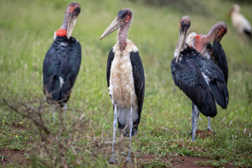 South Africa, Kruger National Park, Marabou Stork (Leptoptilos crumenifer)