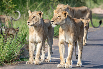 South Africa, Kruger National Park, Lion (Panthera leo), female, lioness