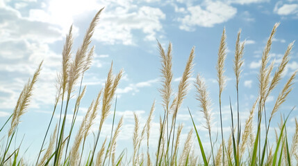 Obraz premium Tall grass sways gently under bright sky, creating serene and peaceful atmosphere