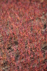 サンゴ草のクローズアップ