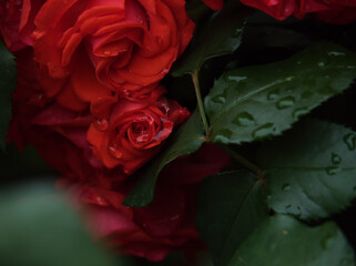 雨が降った6月に美しく咲いた赤いバラの花「花房（ハナフサ）」