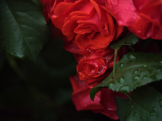 雨が降った6月に美しく咲いた赤いバラの花「花房（ハナフサ）」