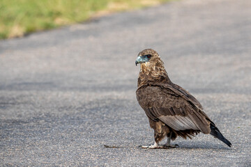 South Africa, Kruger National Park, Bateleur Eagle (Terathopius Ecaudatus), Juvenile
