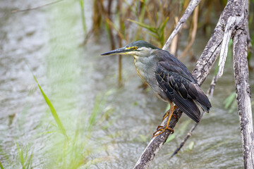 South Africa, Kruger National Park, Striated Heron (Butorides striata)
