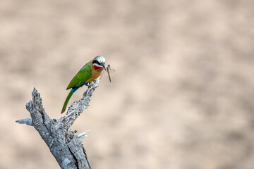 South Africa, Kruger National Park, White-fronted Bee-eater (Merops bullockoides)