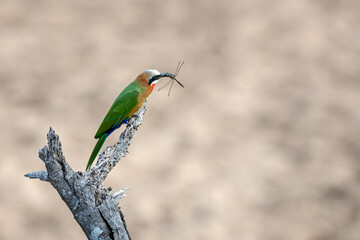 South Africa, Kruger National Park, White-fronted Bee-eater (Merops bullockoides)