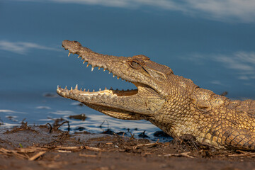 South Africa, Kruger National Park, Nile Crocodile (Crocodylus niloticus)