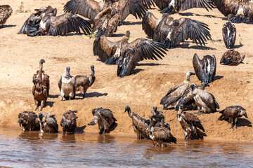 Obraz premium South Africa, Kruger National Park, White-backed Vulture (Gyps africanus)