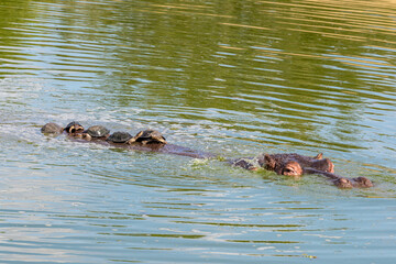 Fototapeta premium South Africa, Kruger National Park, Hippopotamus 