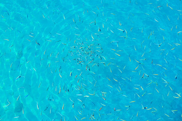 A blue ocean with many fish swimming in it