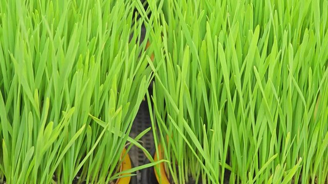 young millet