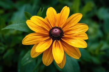 Obraz premium Close-Up of a Blooming Brown-Eyed Susan Flower with Vibrant Yellow Petals Surrounded by Lush Green Foliage