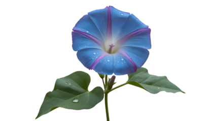 Vibrant blue morning glory flower blooming against a dark background