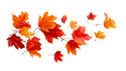 autumn colored fall leaf texture on transparent background overlay