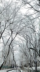 Snow Covered Tree Tunnel in a Park on a Cold Winter Day