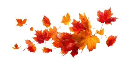 autumn colored fall leaf texture on transparent background overlay