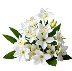 Obraz premium Close-up of delicate white flowers with yellow centers and green leaves