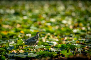 Green Heron in the Pond
