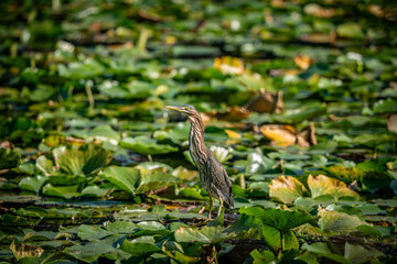 Green Heron in the Pond
