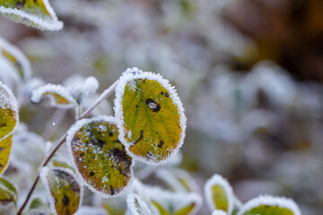 The leaves of the tree on the branches are covered with frost due to freezing temperatures