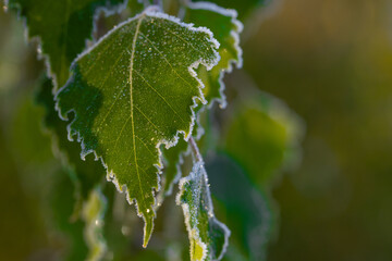Green birch leaves on a branch covered with frost around the edges
