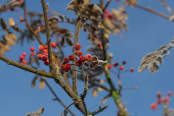 Rowan or mountain ash branches with clusters covered in frost after freezing