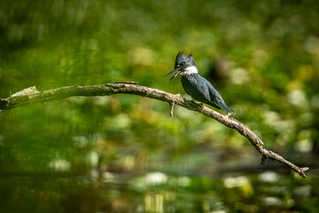 Kingfisher bird on a branch