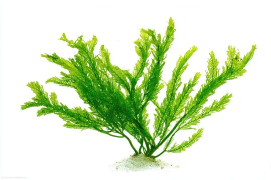 Hornwort (Ceratophyllum demersum) Silhouette on White Background - Underwater Green Plant Isolated for Nature and River Themes