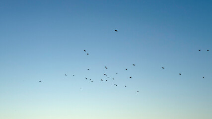 Billowing flock against azure expanse conjures migratory whispers, echoing Aviary Appreciation Day, sky's ethereal tapestry unfolds