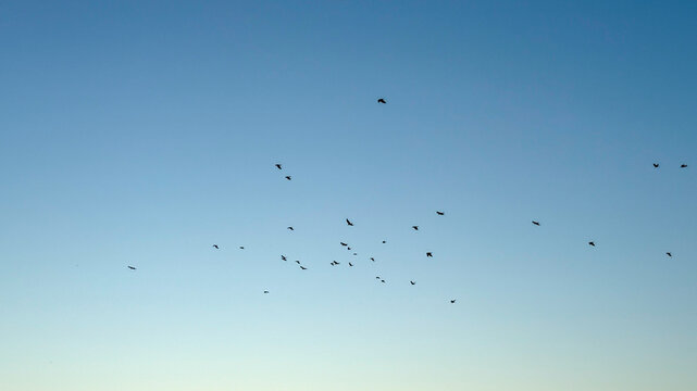 Billowing flock against azure expanse conjures migratory whispers, echoing Aviary Appreciation Day, sky's ethereal tapestry unfolds