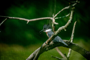 Kingfisher bird on a branch